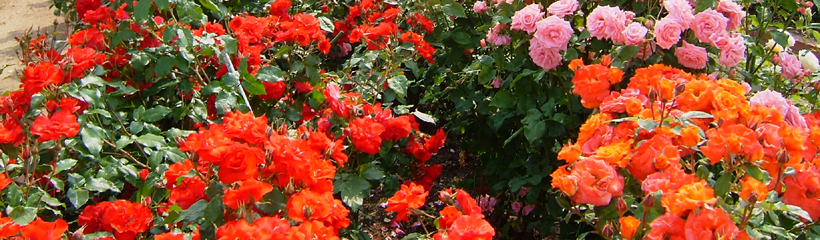 花と緑と太陽の町「バラ園（見ごろ：5月上中旬・10月下旬）