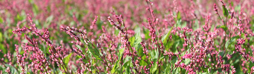 花と緑と太陽の町「藍の花」