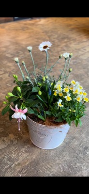 寄せ植え