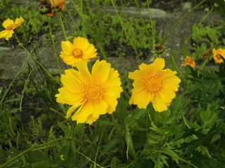 オオキンケイギクの花